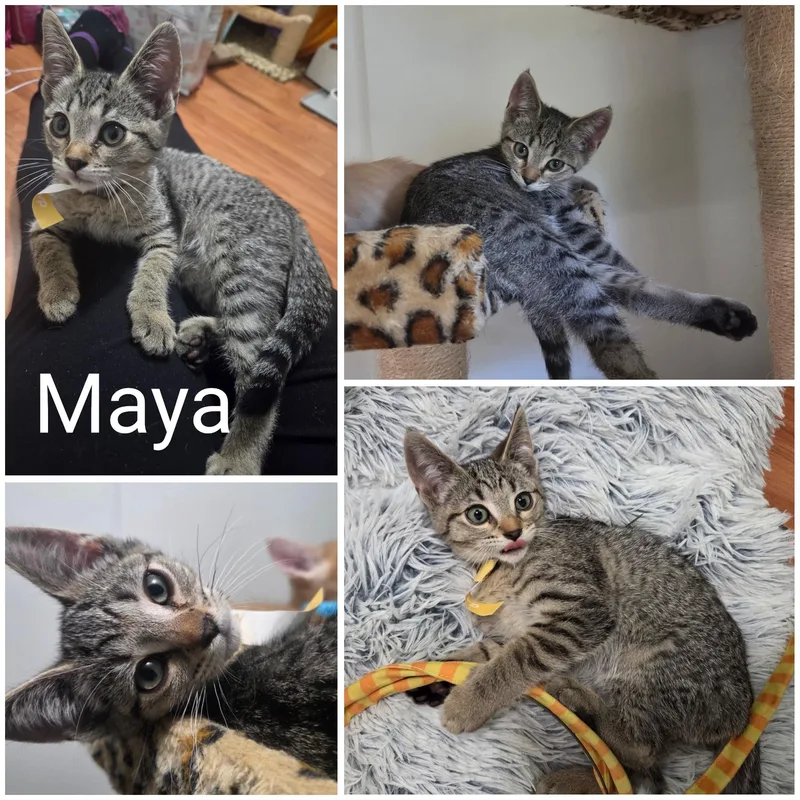 Maya