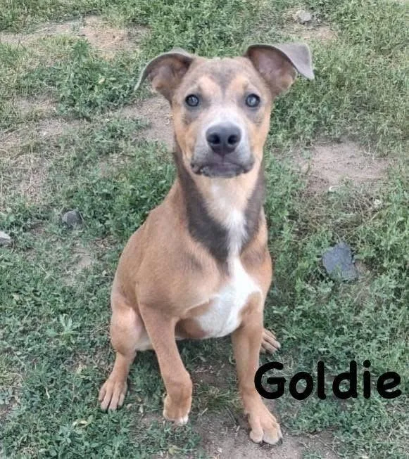 Goldie