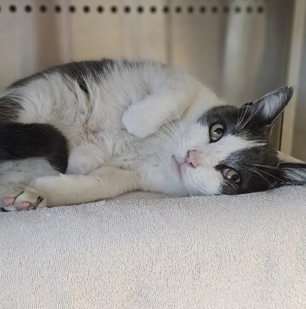 An adult large-sized male Domestic Short Hair cat named Stewie for adoption in Oakland, CA