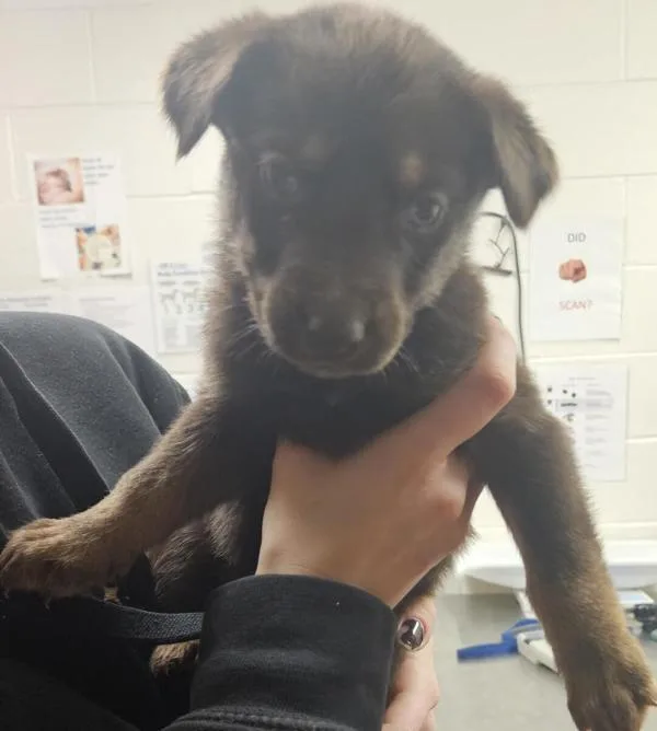 A baby large-sized female German Shepherd Dog dog named Jinx for adoption in Pocatello, ID