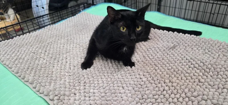 A young medium-sized female Domestic Short Hair cat named Velvet for adoption in Crossville, TN