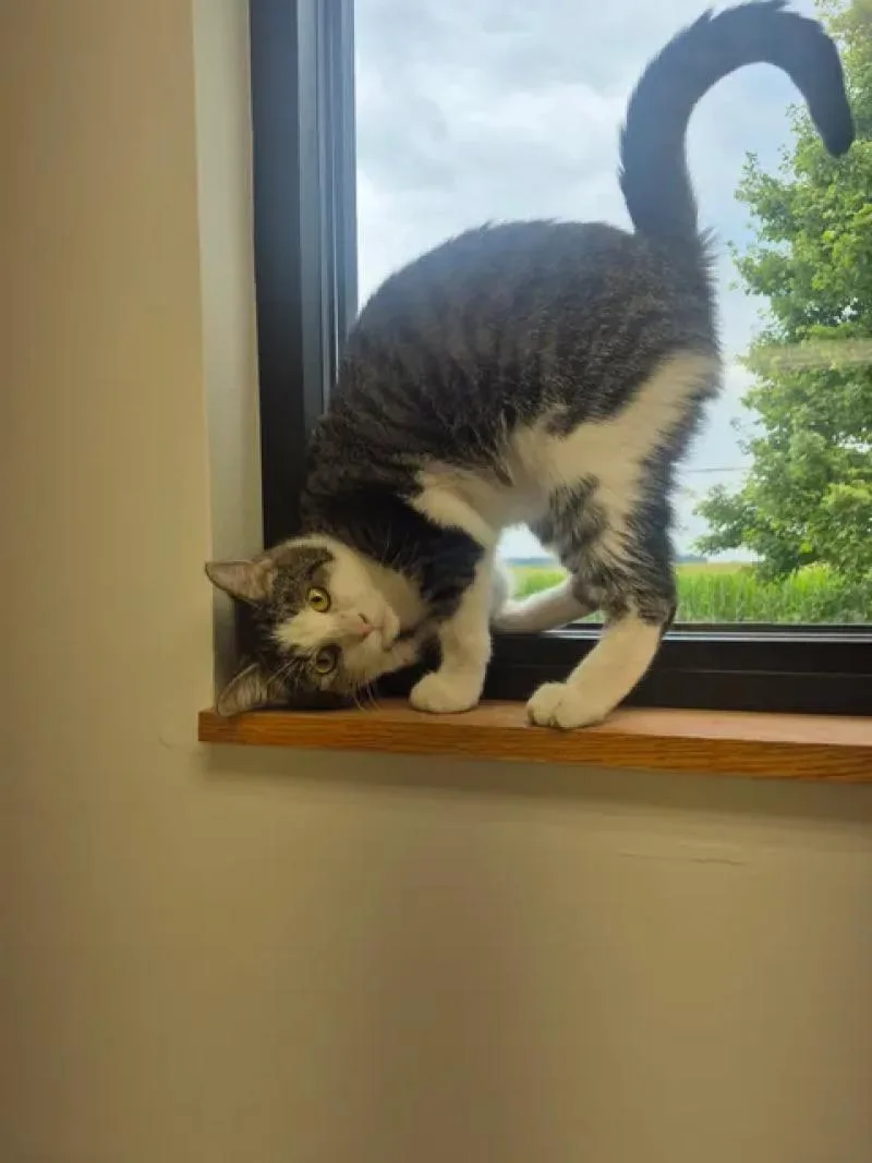An adult medium-sized female Domestic Short Hair cat named Clair for adoption in Bluffton, IN