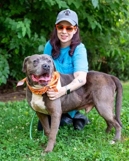 An adult large-sized male Mixed Breed dog named Boomer for adoption in Chamblee, GA