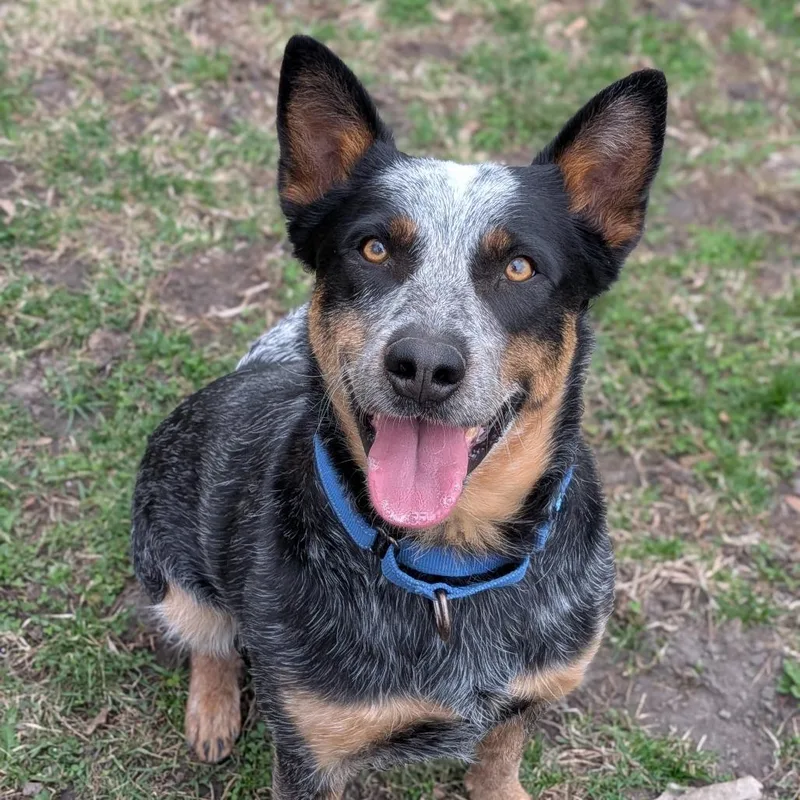 An adult medium-sized male Gray / Blue / Silver Australian Cattle Dog / Blue Heeler dog named Coco Ii for adoption in Milan, IL