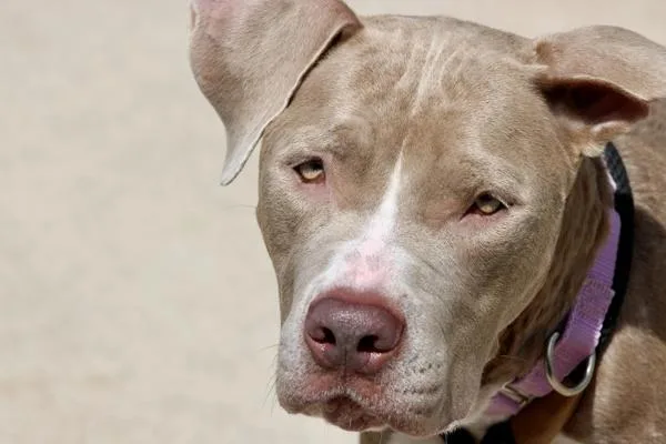 An adult large-sized female Mixed Breed dog named Sugar for adoption in Staten Island, NY