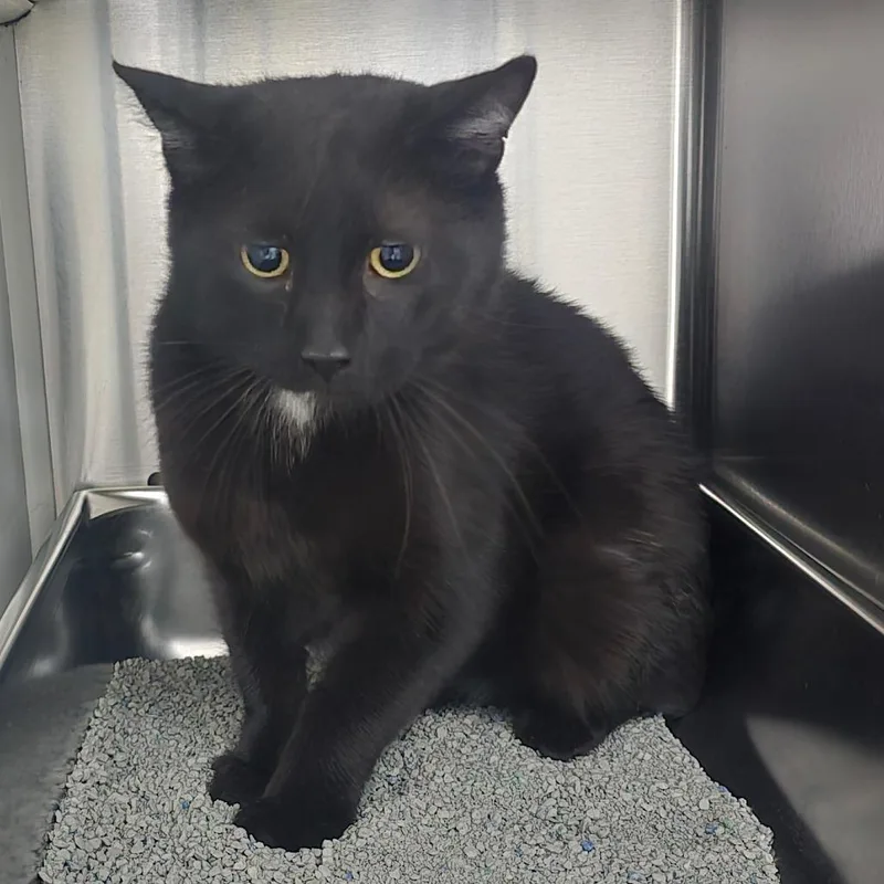 A young medium-sized male Black Domestic Short Hair cat named Cinder for adoption in Denver, CO
