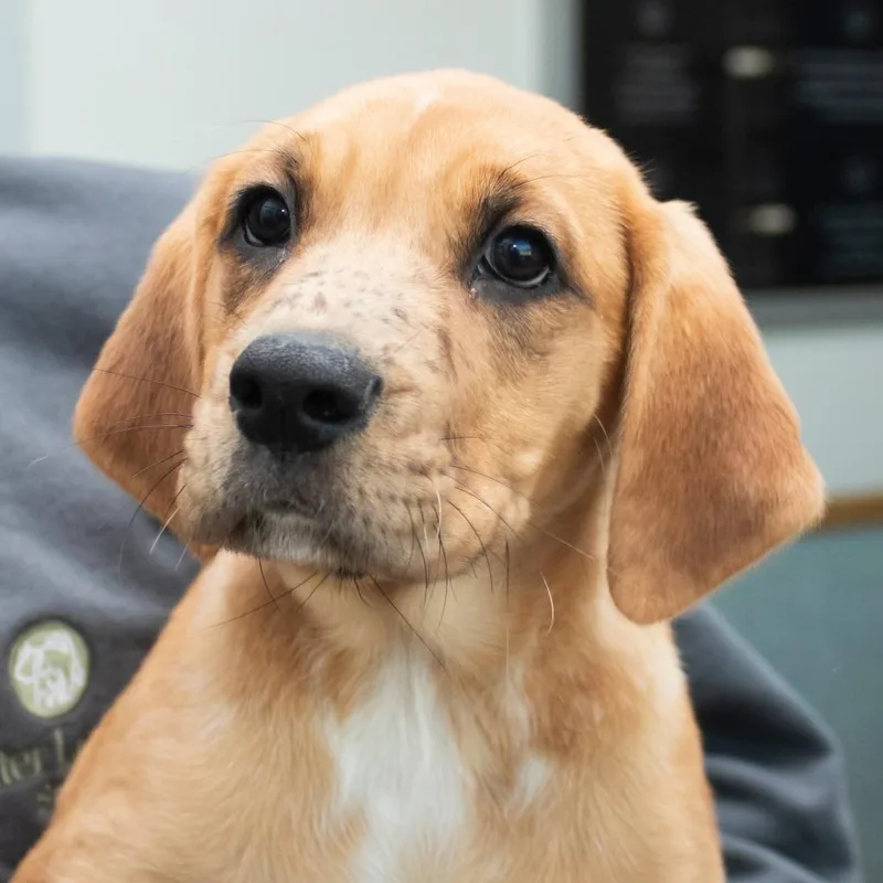 A baby medium-sized male Yellow / Tan / Blond / Fawn Mixed Breed dog named Queso for adoption in Middletown, RI
