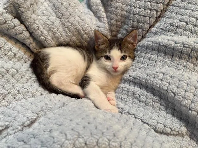 Hercules thumbnail 2