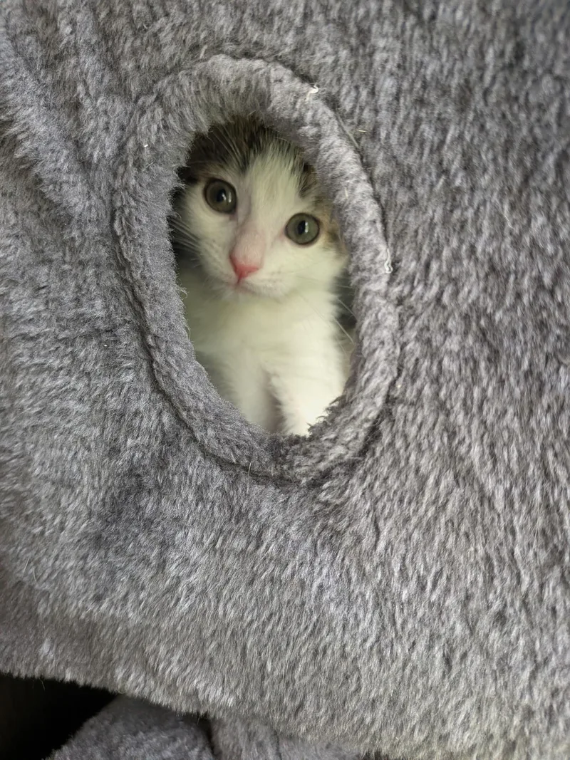 Hercules thumbnail 4