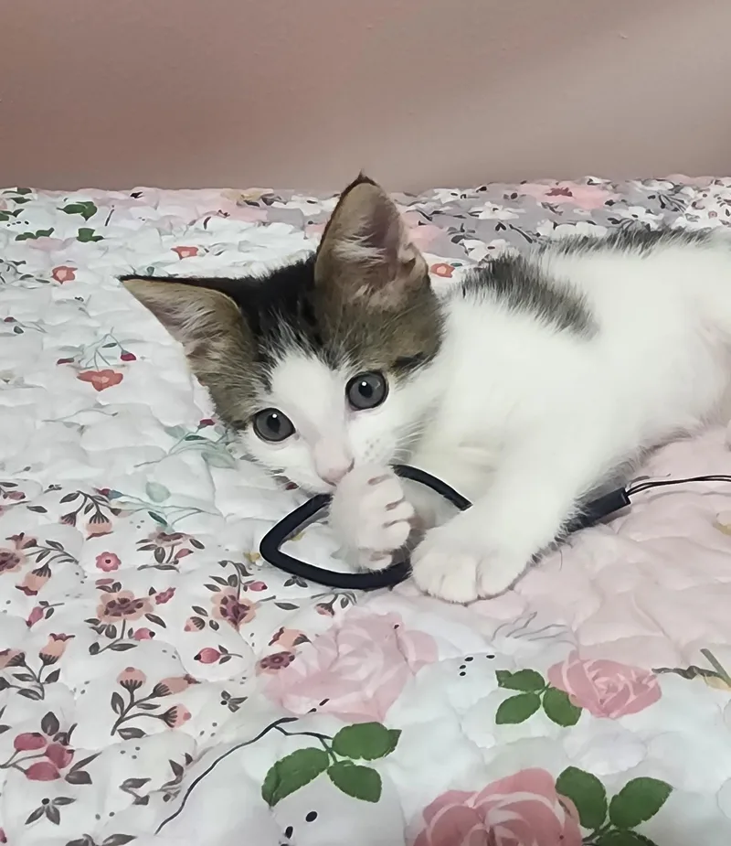 Hercules thumbnail 5