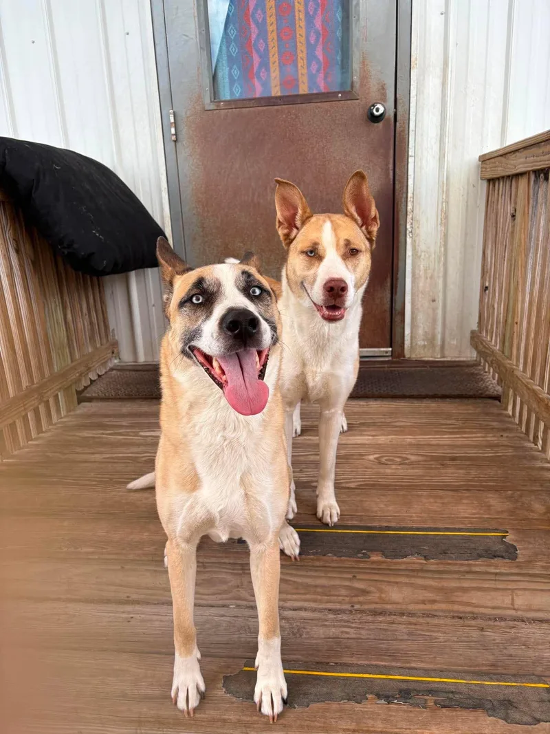An adult large-sized male Yellow / Tan / Blond / Fawn Husky dog named Kash & Penny for adoption in La Salle, IL
