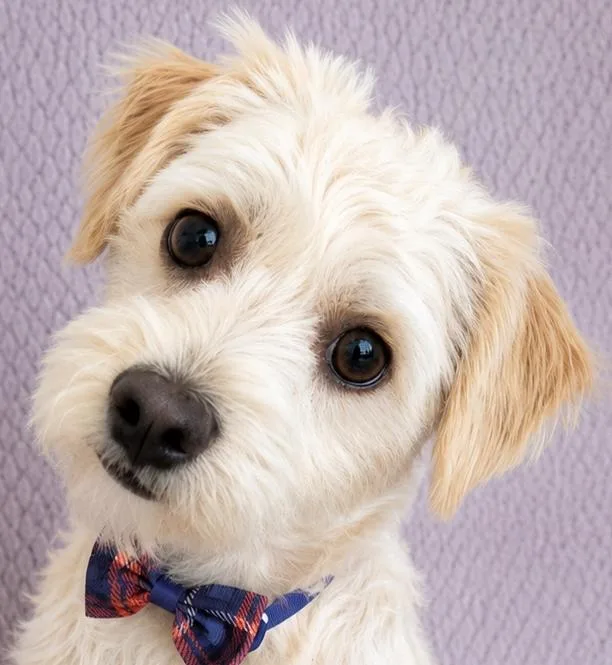 A young small-sized male Apricot / Beige Maltipoo dog named Willy for adoption in Lodi, CA