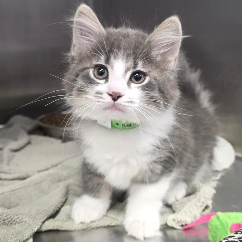 A baby small-sized male Gray / Blue / Silver Domestic Long Hair cat named Dandelion for adoption in Fort Wayne, IN