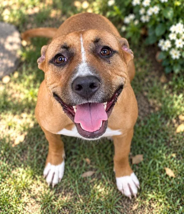 A young medium-sized female Pit Bull Terrier dog named Luna for adoption in Napa, CA