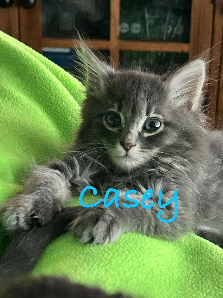 A baby small-sized male Domestic Long Hair cat named Casey for adoption in Ogden, UT