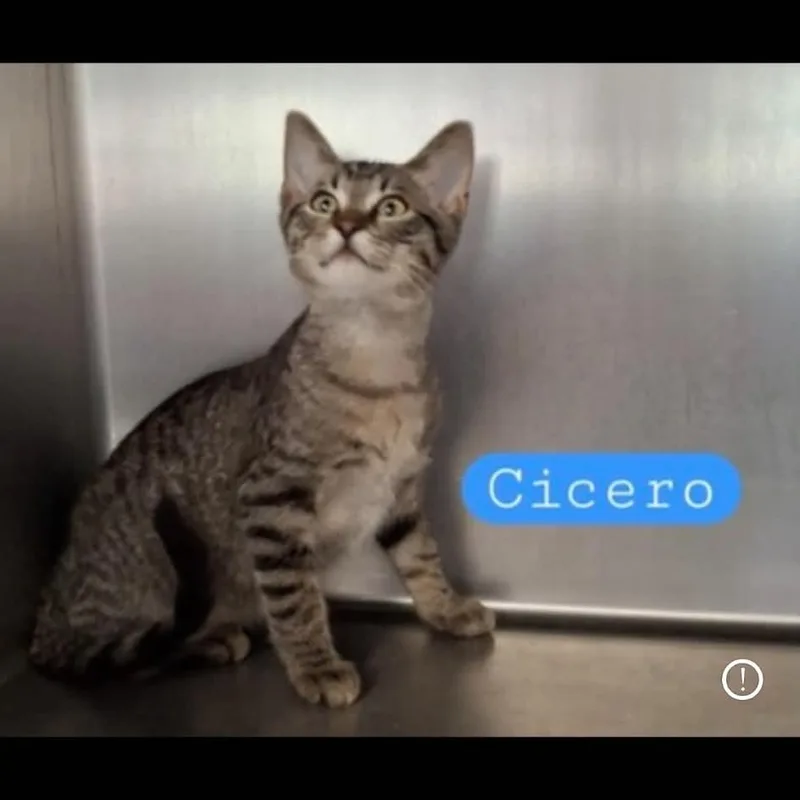 A baby medium-sized male Tabby (Brown / Chocolate) Tabby cat named Cicero for adoption in Wyandotte, MI