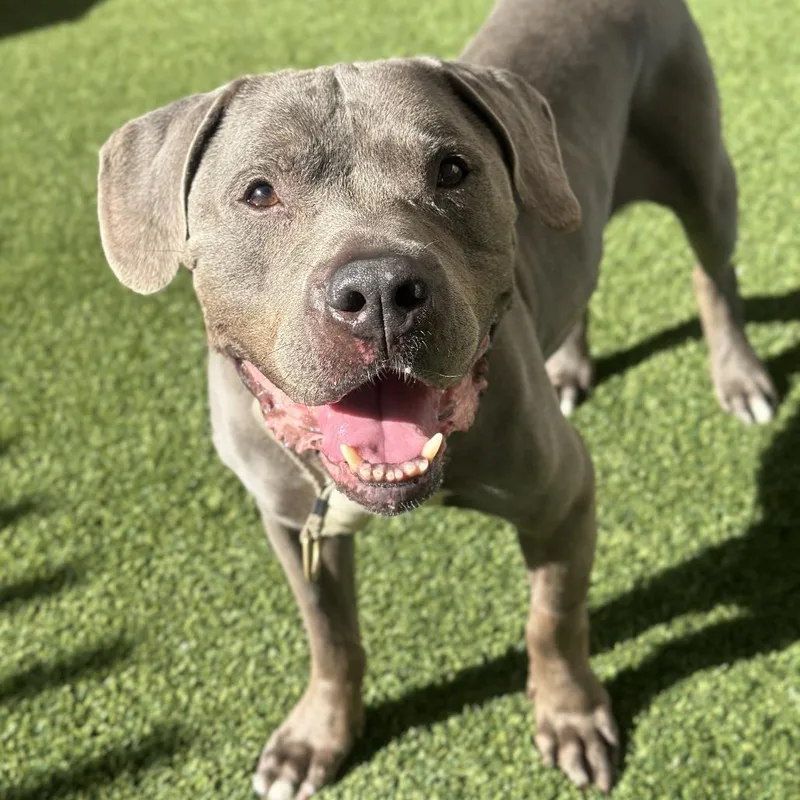 A senior large-sized male Gray / Blue / Silver Pit Bull Terrier dog named Bubby for adoption in Palm Springs, CA