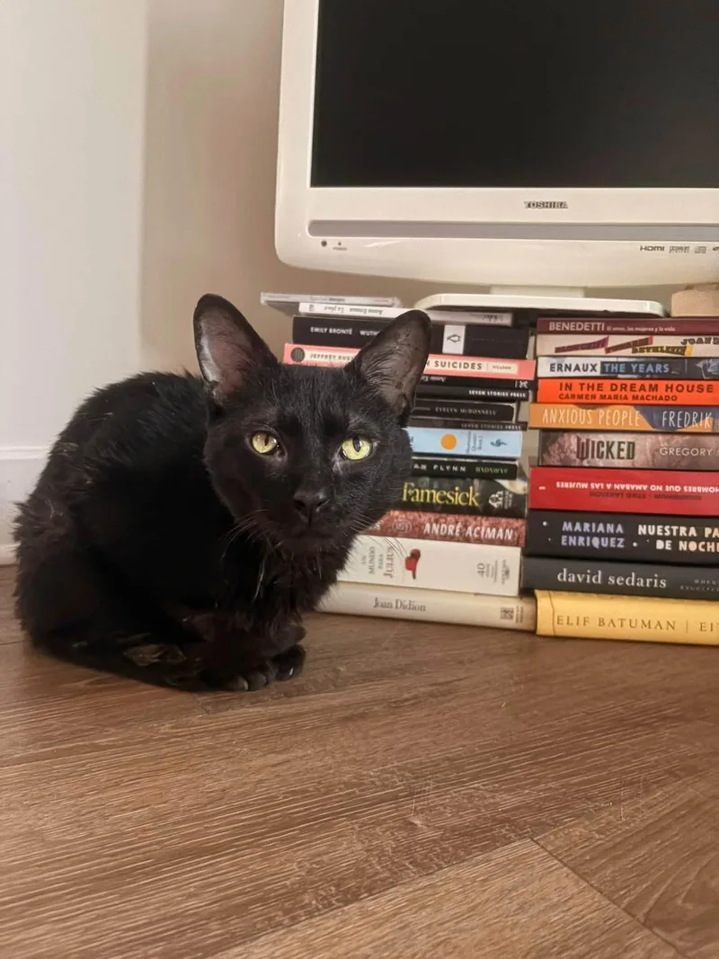 An adult medium-sized male Black Domestic Short Hair cat named Iggy for adoption in Cincinnati, OH