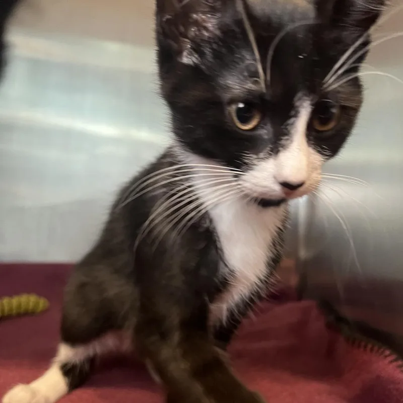 A baby small-sized male Black Domestic Short Hair cat named Zachary for adoption in Matteson, IL