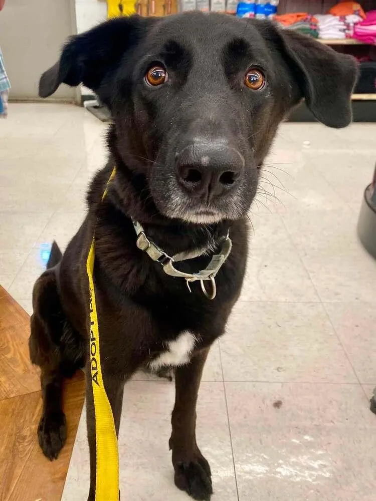An adult large-sized male Shepherd dog named Taki for adoption in Milton, DE