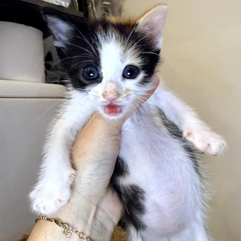 A baby small-sized female White Domestic Short Hair cat named Strawberry for adoption in Long Beach, CA