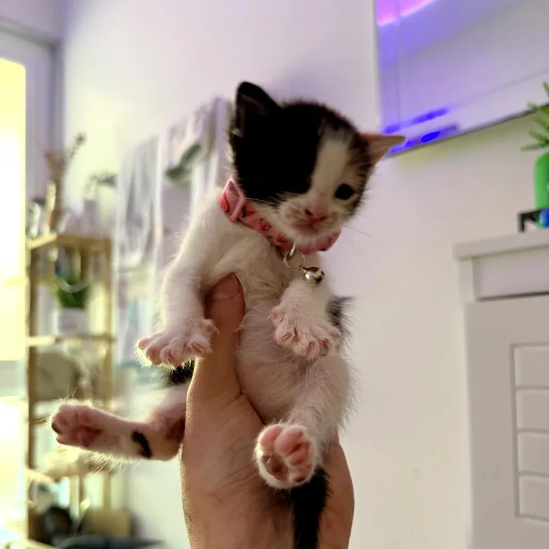 Strawberry thumbnail 3