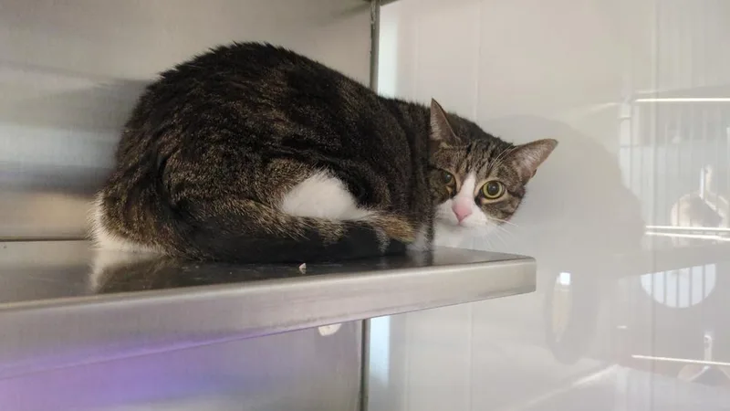 An adult large-sized female Domestic Short Hair cat named Zelda for adoption in Papillion, NE