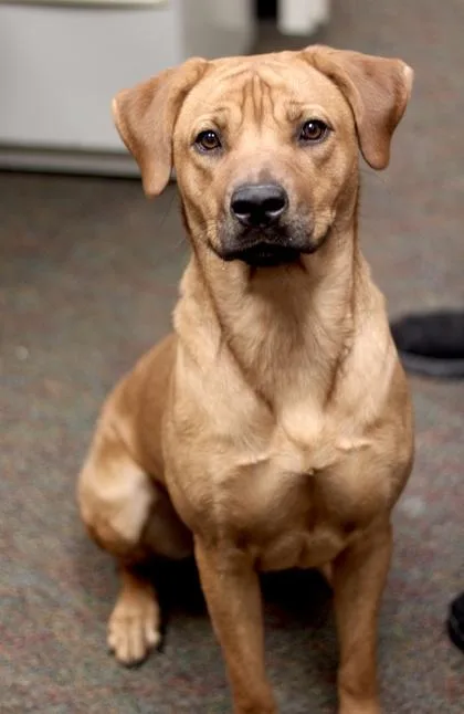 Goldilocks thumbnail 2