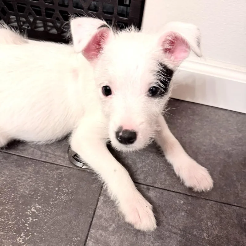A baby medium-sized male Terrier dog named Billy for adoption in Northville, MI