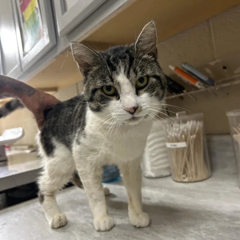 A senior medium-sized male Buff / Tan / Fawn Domestic Short Hair cat named Tolly for adoption in Lewisburg, WV