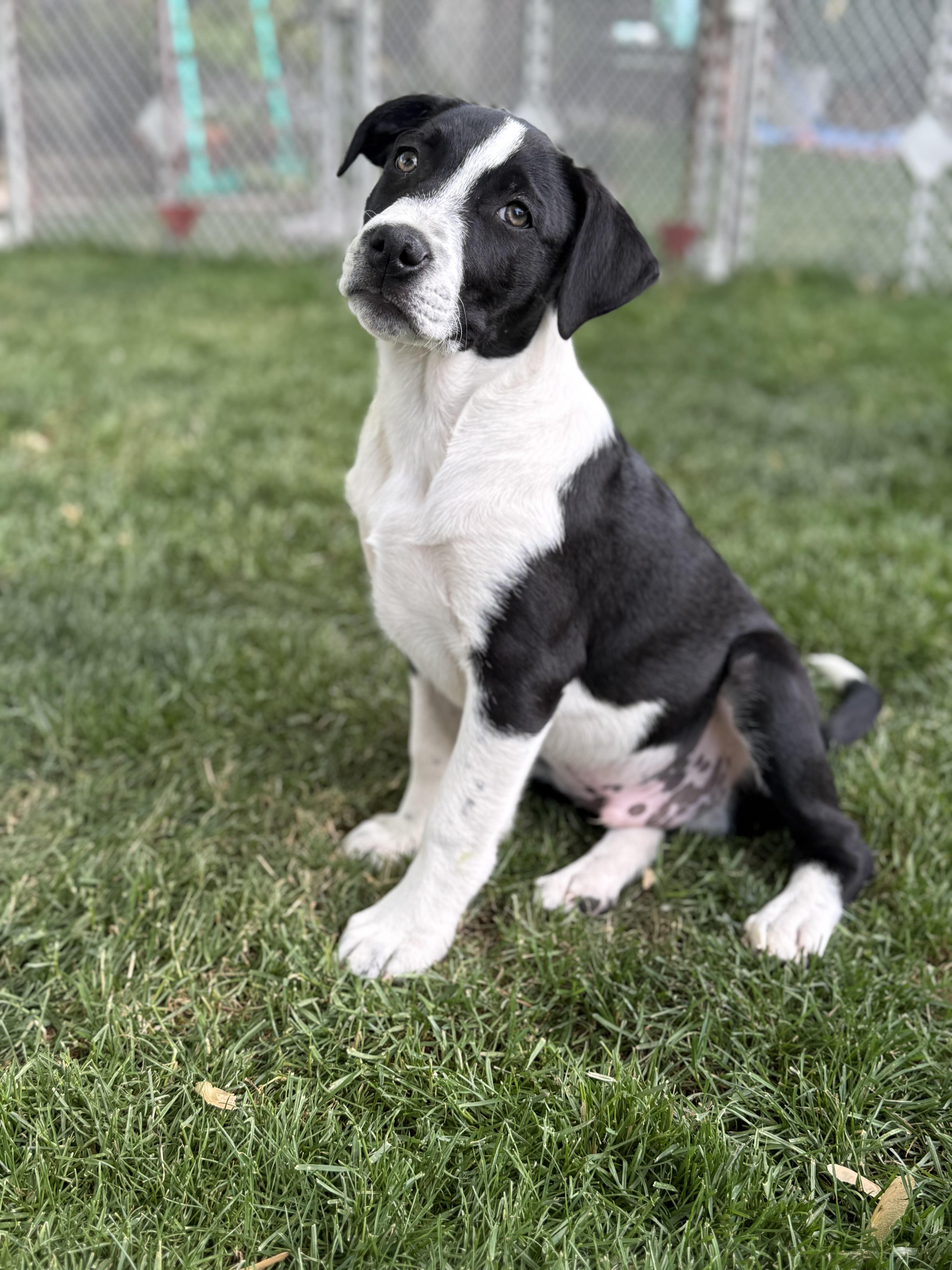 A baby medium-sized male American Staffordshire Terrier dog named Moshi for adoption in Twin Falls, ID