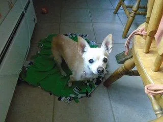 A senior small-sized female Chihuahua dog named Nicky for adoption in Alexandria, KY