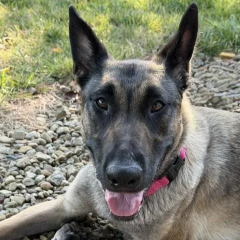 A young medium-sized female Yellow / Tan / Blond / Fawn Belgian Shepherd / Malinois dog named Phoive for adoption in Grafton, OH