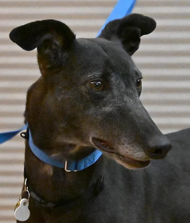 An adult medium-sized female Greyhound dog named Coin for adoption in Minneapolis, MN