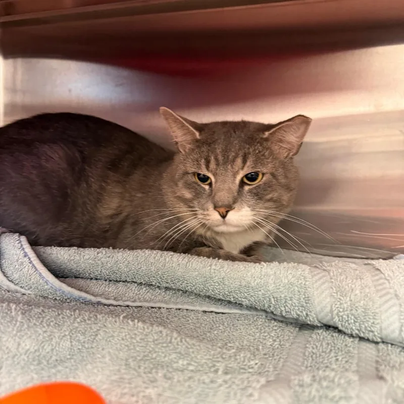 An adult large-sized male Gray / Blue / Silver Domestic Short Hair cat named Francois for adoption in Pittsburgh, PA