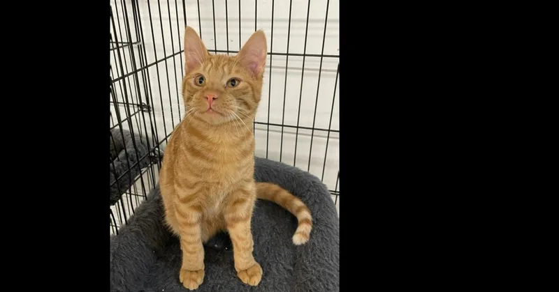 A baby small-sized male Tabby (Orange / Red) Domestic Short Hair cat named Nugget for adoption in Olyphant, PA