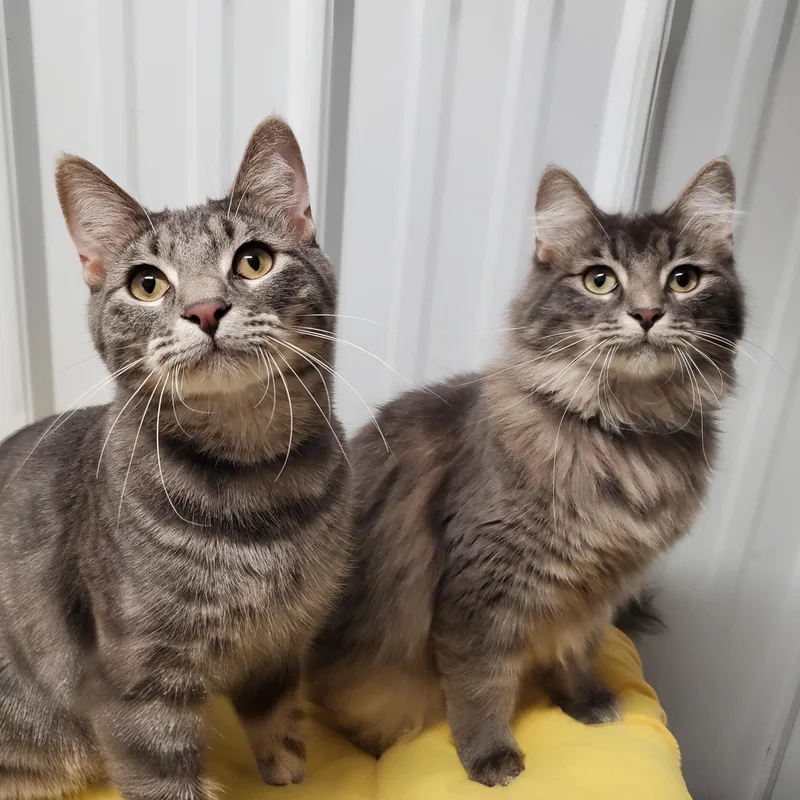 A young medium-sized male Gray / Blue / Silver Domestic Medium Hair cat named Buzz & Honeysuckle for adoption in Marseilles, IL