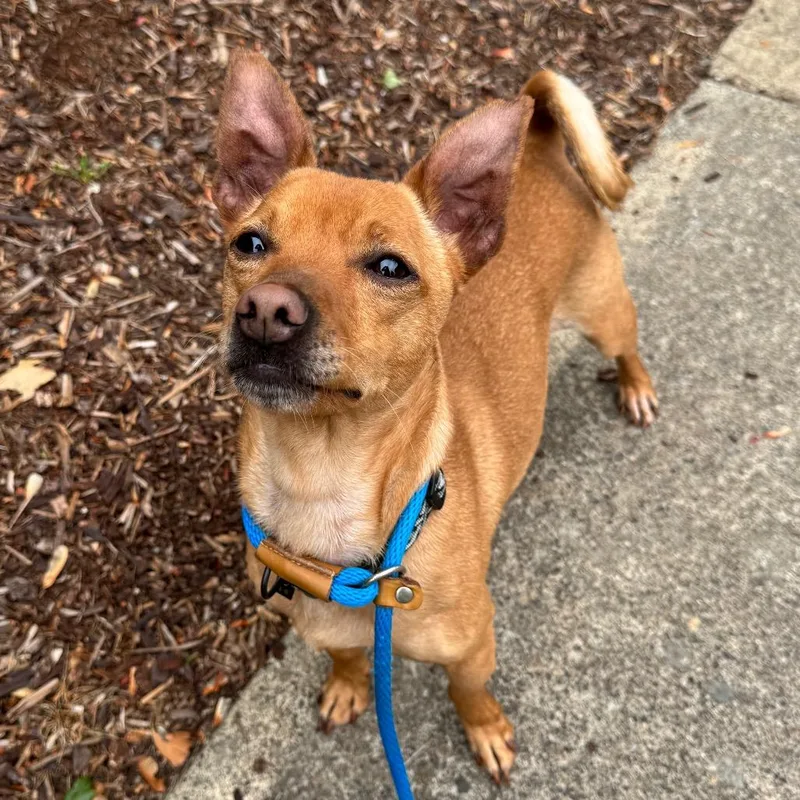 An adult small-sized male Brown / Chocolate Chihuahua dog named Racer for adoption in Newberg, OR