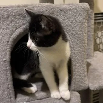 A baby small-sized male Black Domestic Short Hair cat named Fish C for adoption in Princeton, MN