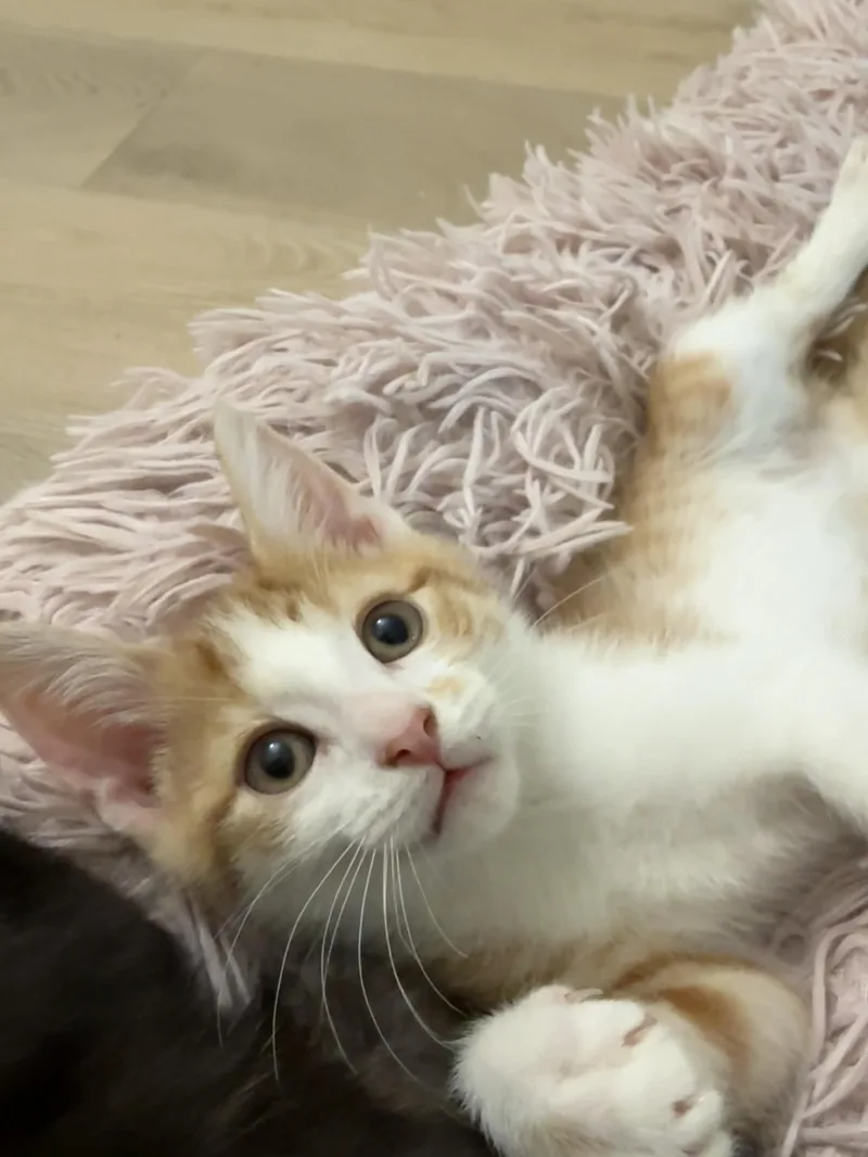 A baby large-sized male Orange & White Domestic Short Hair cat named Greg Brady for adoption in Montclair, NJ