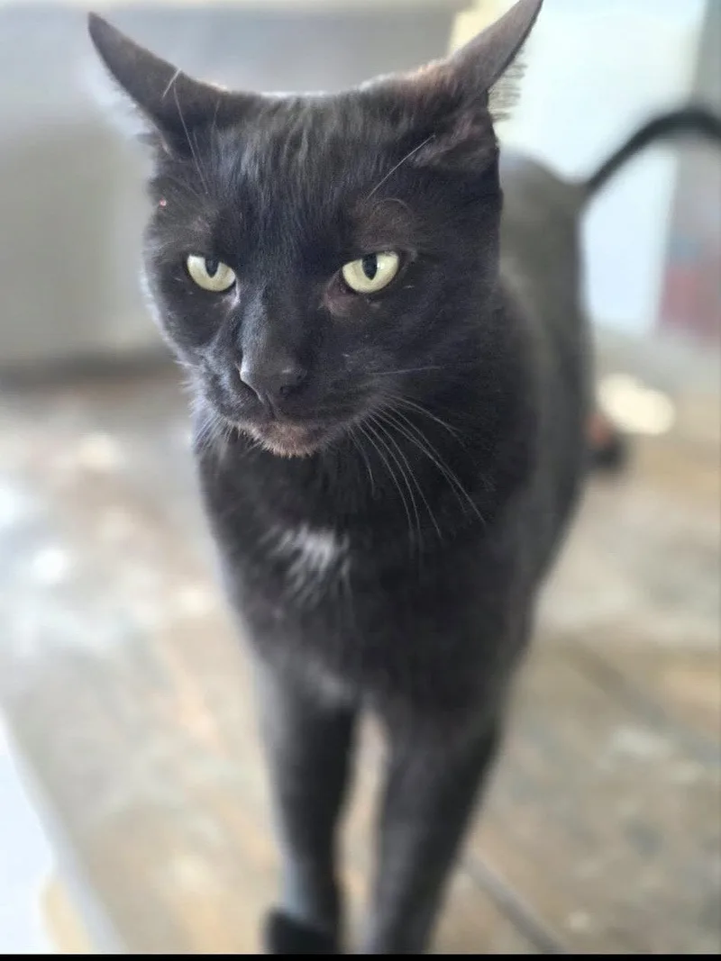 An adult medium-sized male Domestic Short Hair cat named Spider for adoption in Oxford, MS