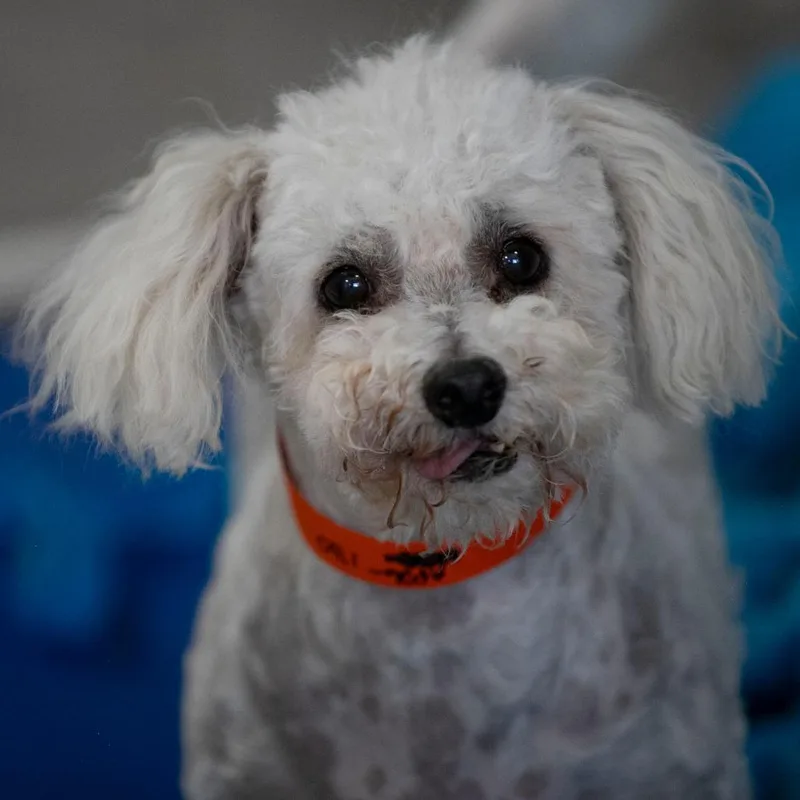 A senior small-sized male White / Cream Bichon Frise dog named Roody for adoption in Peyton, CO
