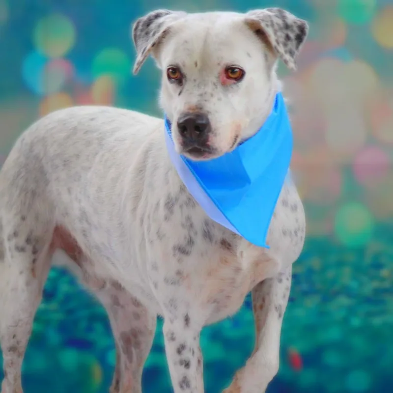 Julian Jum thumbnail 4