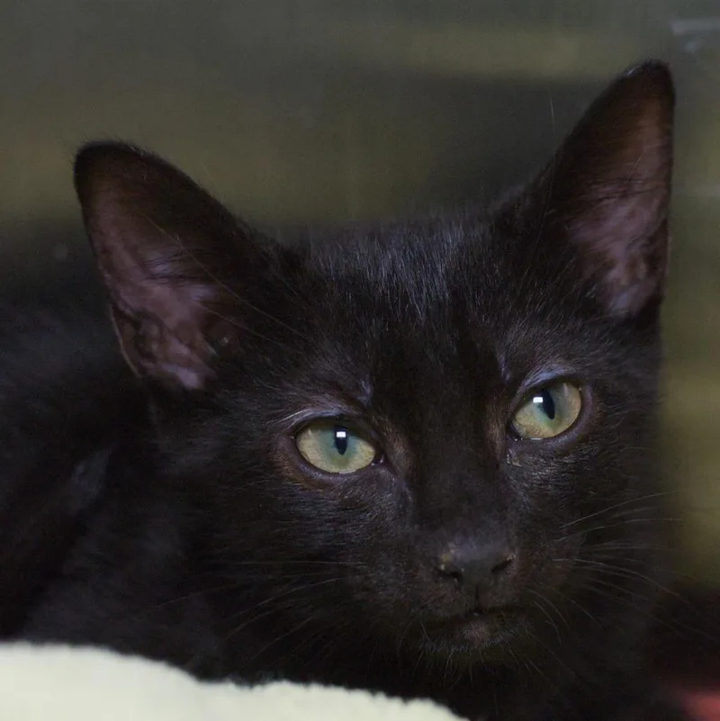 A baby medium-sized male Domestic Short Hair cat named Dash for adoption in Shoreline, WA