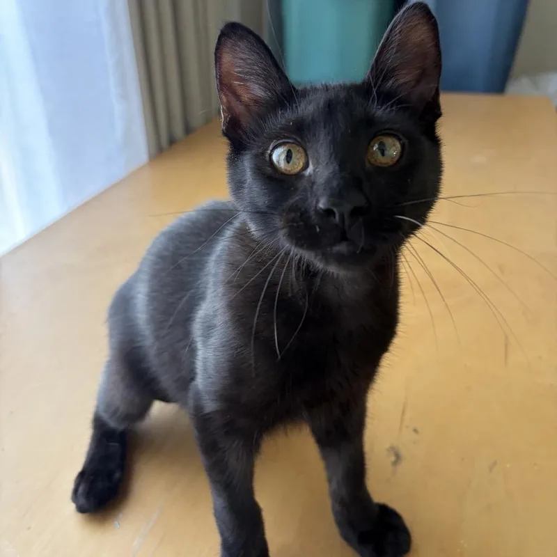 A young medium-sized male Black Domestic Short Hair cat named Felix for adoption in Los Angeles, CA