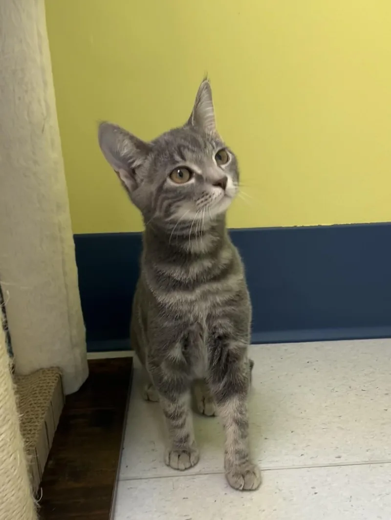 A baby medium-sized female Domestic Short Hair cat named Trinket for adoption in Milton, MA