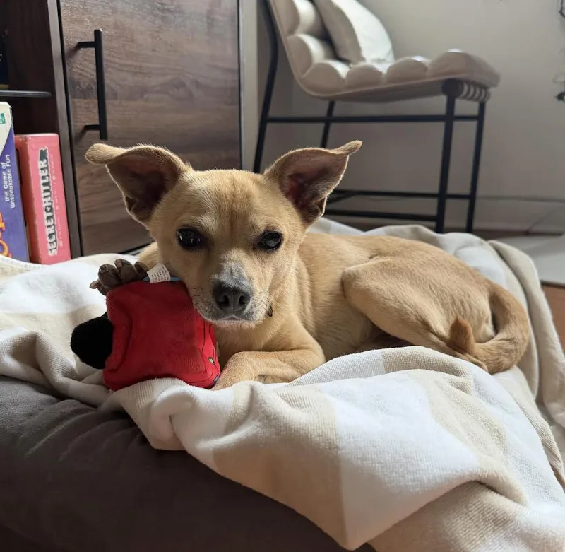 Little Brother thumbnail 2