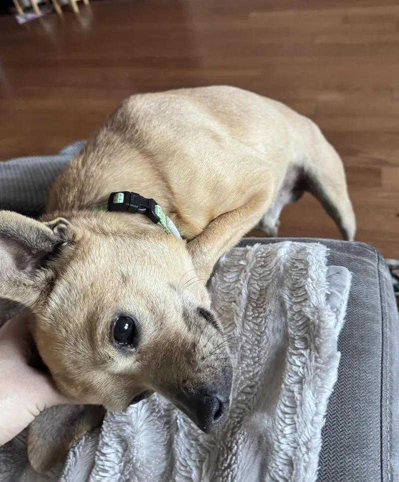 Little Brother thumbnail 4