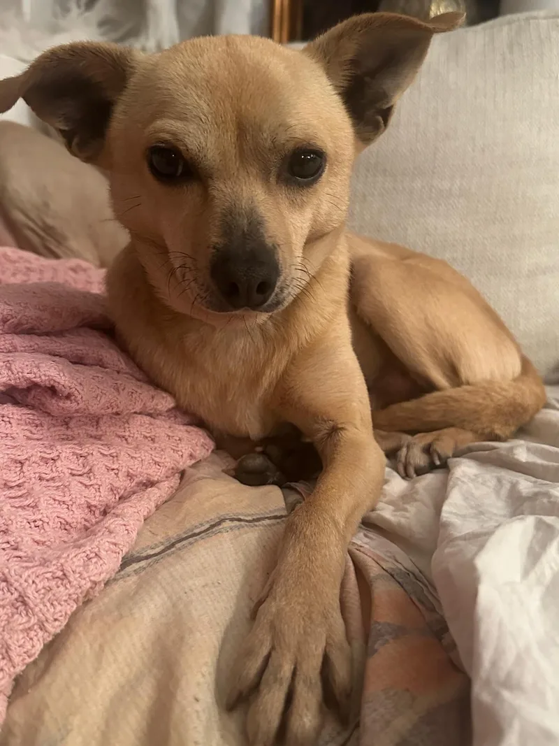 Little Brother thumbnail 5