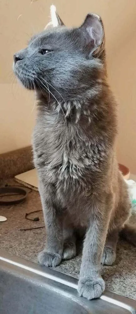 A young medium-sized male Russian Blue cat named Brody for adoption in Chicago, IL